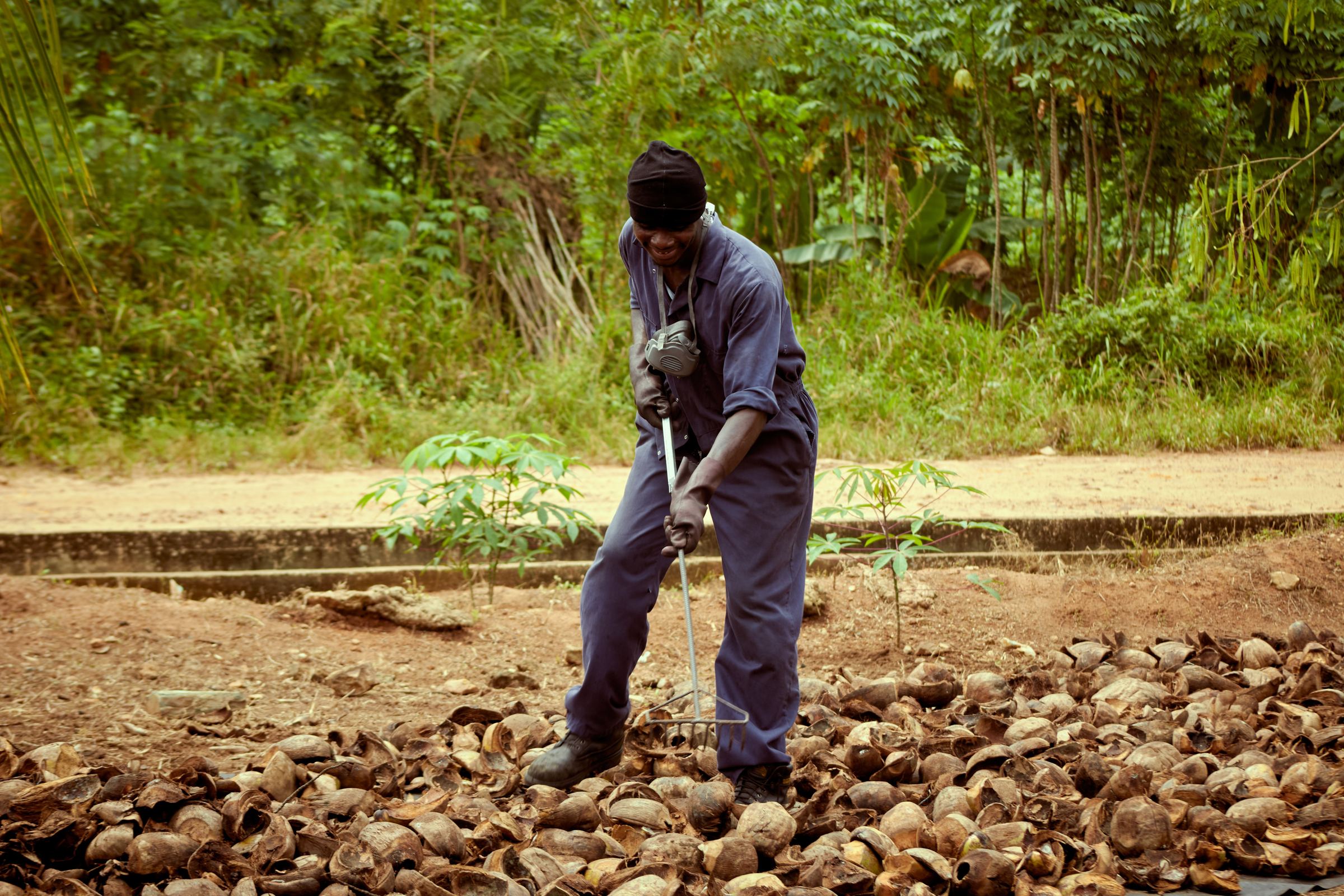 A worker raking a field of drying coconut shells, the feedstock for every Gamma product